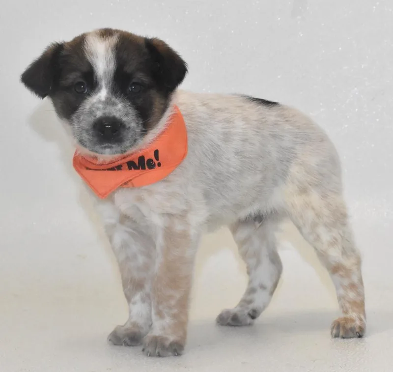 A baby large-sized male Australian Cattle Dog / Blue Heeler dog named Peanut Butter for adoption in Springfield, OH