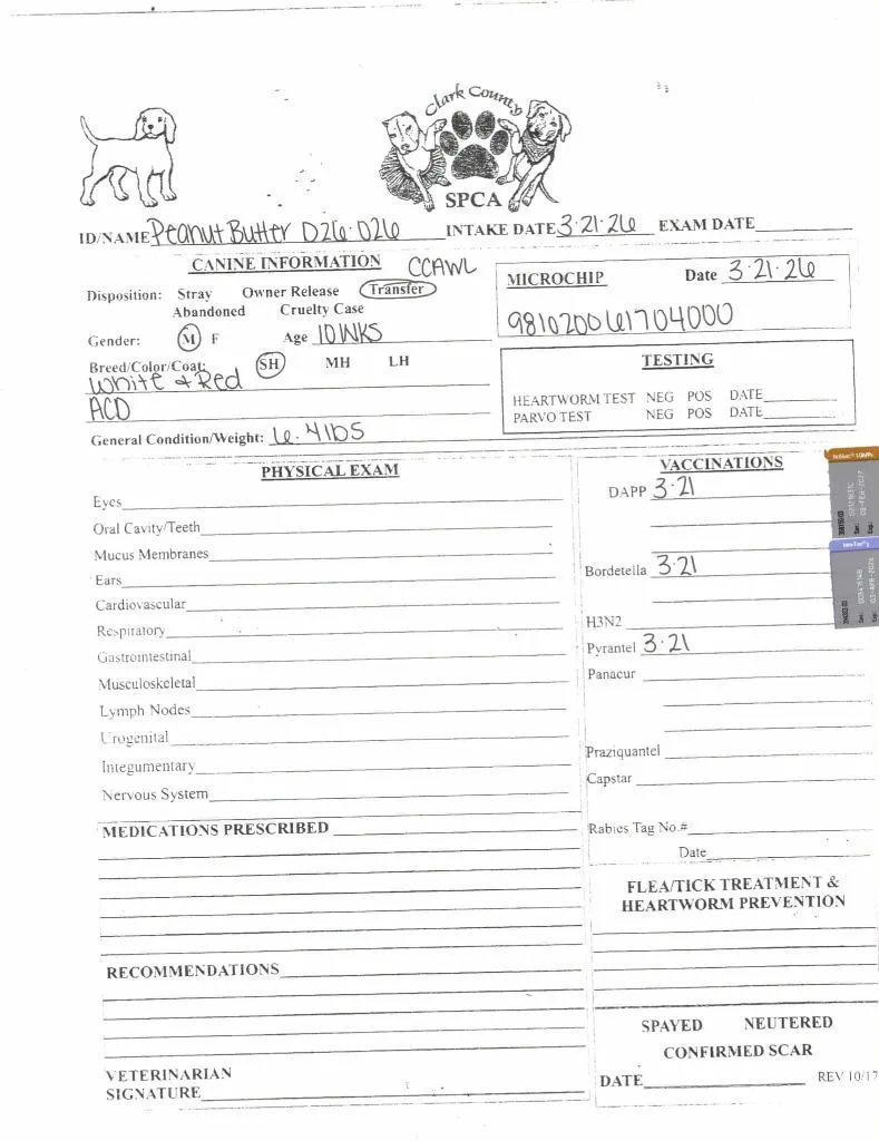 Peanut Butter thumbnail 3