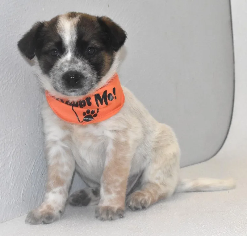 Peanut Butter thumbnail 4