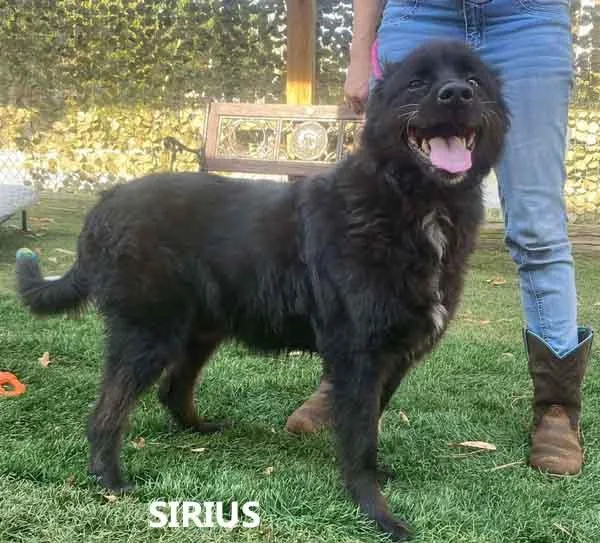 Sirius