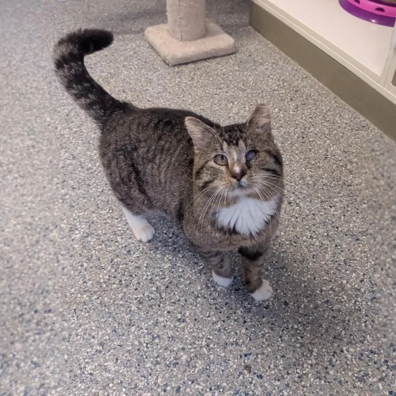 An adult small-sized male Brown / Chocolate Domestic Short Hair cat named Frisco for adoption in Prairie du Chien, WI