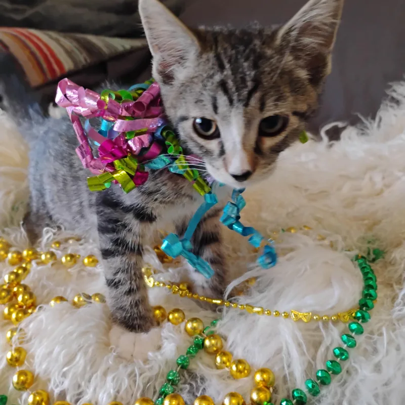 A baby small-sized female Tabby (Gray / Blue / Silver) Tiger cat named Kaleidoscope Br Tabby Lb for adoption in Phoenix, AZ