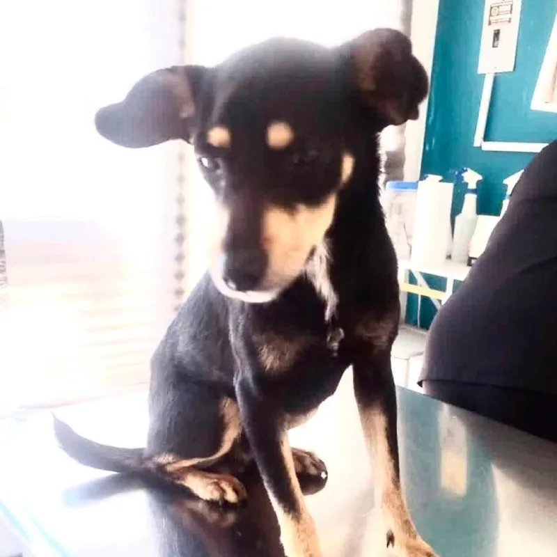 An adult small-sized male Tricolor (Brown, Black, & White) Terrier dog named Leo for adoption in Graham, WA
