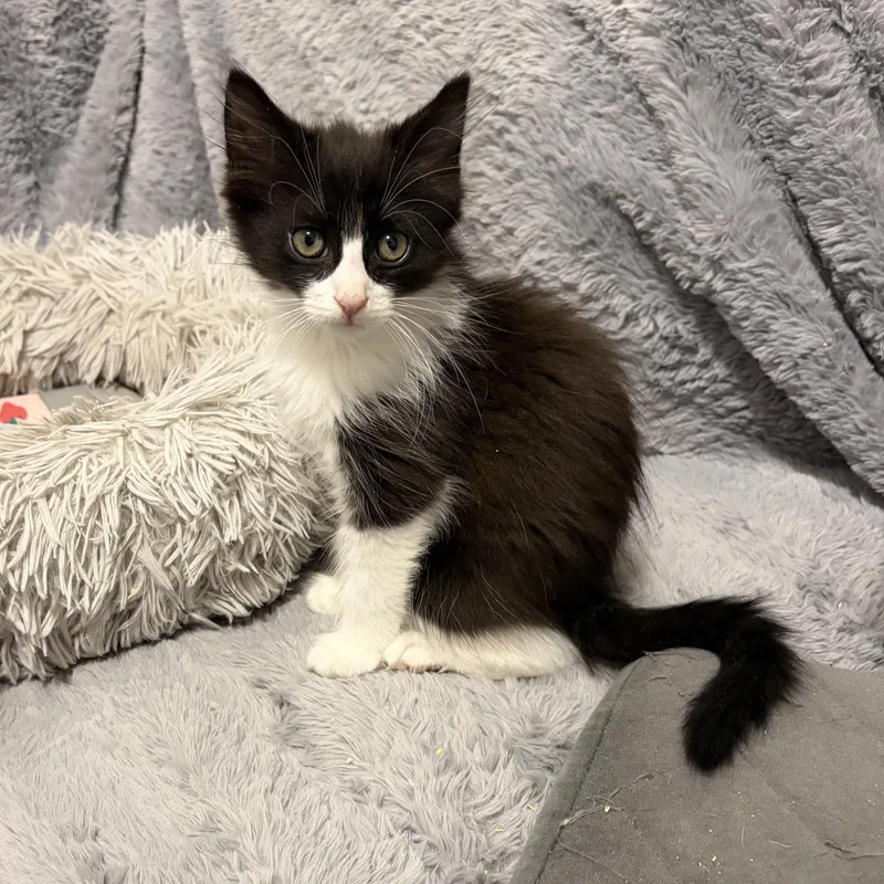 A baby medium-sized female Black & White / Tuxedo Domestic Long Hair cat named Dolly for adoption in Moriches, NY