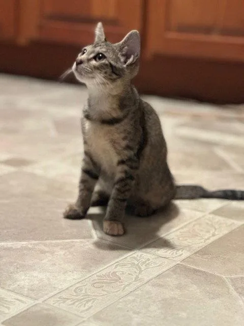 A young medium-sized female Domestic Short Hair cat named Fir for adoption in Ocean Pines, MD