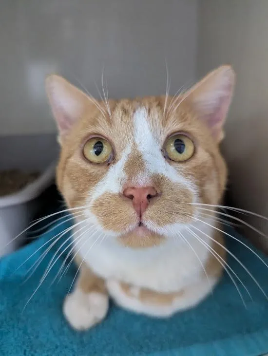 An adult large-sized male Domestic Short Hair cat named Butterscotch for adoption in Blue Earth, MN