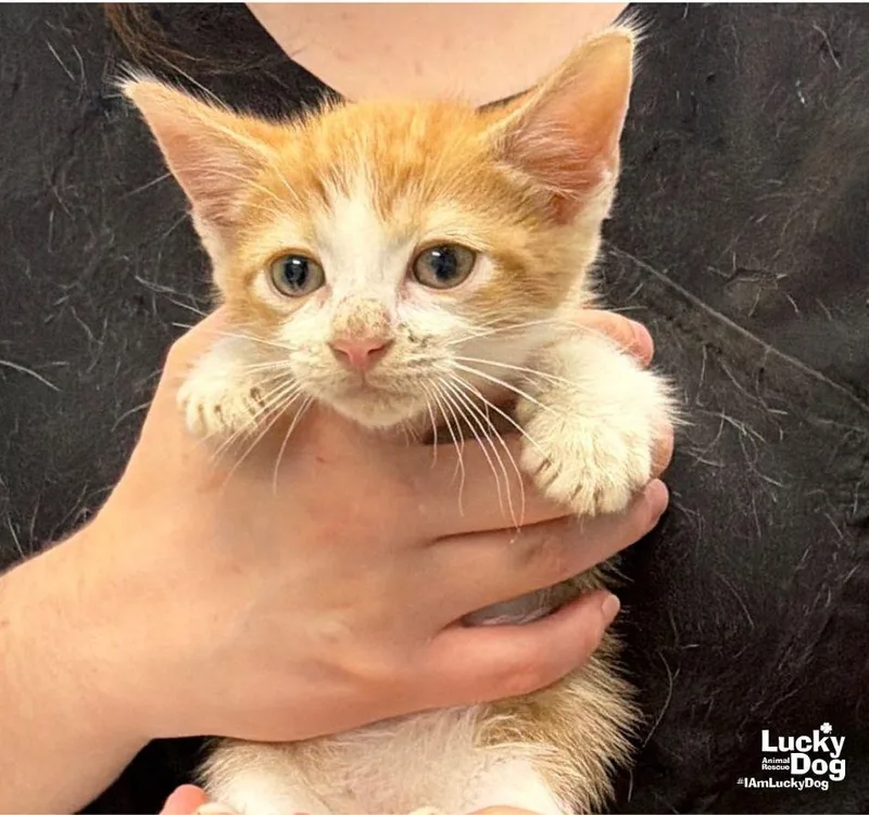 A baby medium-sized male Orange & White Domestic Short Hair cat named Gus for adoption in Washington, DC