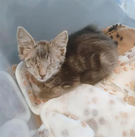 A baby small-sized female Domestic Short Hair cat named Mimi for adoption in San Martin, CA