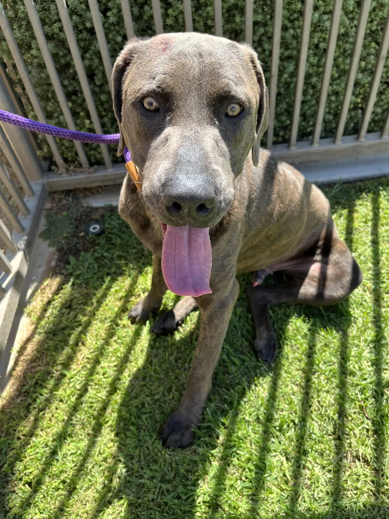 A young large-sized male Brindle American Staffordshire Terrier dog named Ozzy for adoption in Frazier Park, CA