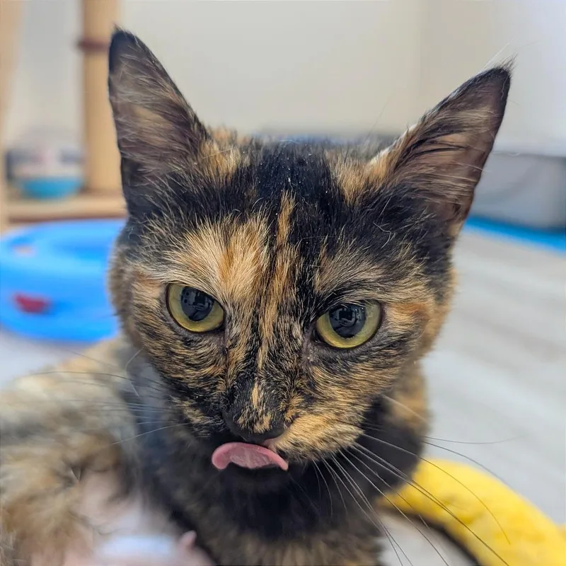 A young medium-sized female Tortoiseshell Domestic Short Hair cat named Autumn for adoption in Pleasant Hill, CA