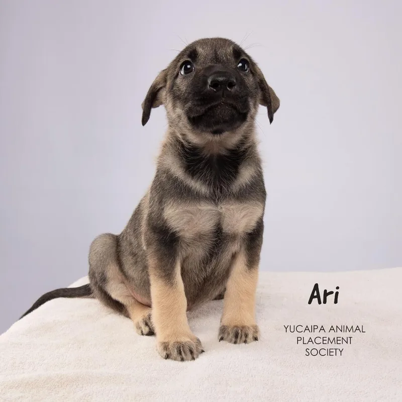 A baby medium-sized male Brown / Chocolate Shepherd dog named Ari for adoption in Yucaipa, CA