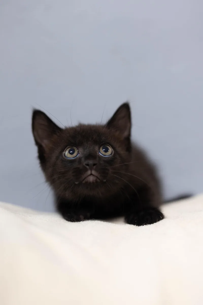 A baby medium-sized male Domestic Long Hair cat named Target for adoption in Talbott, TN