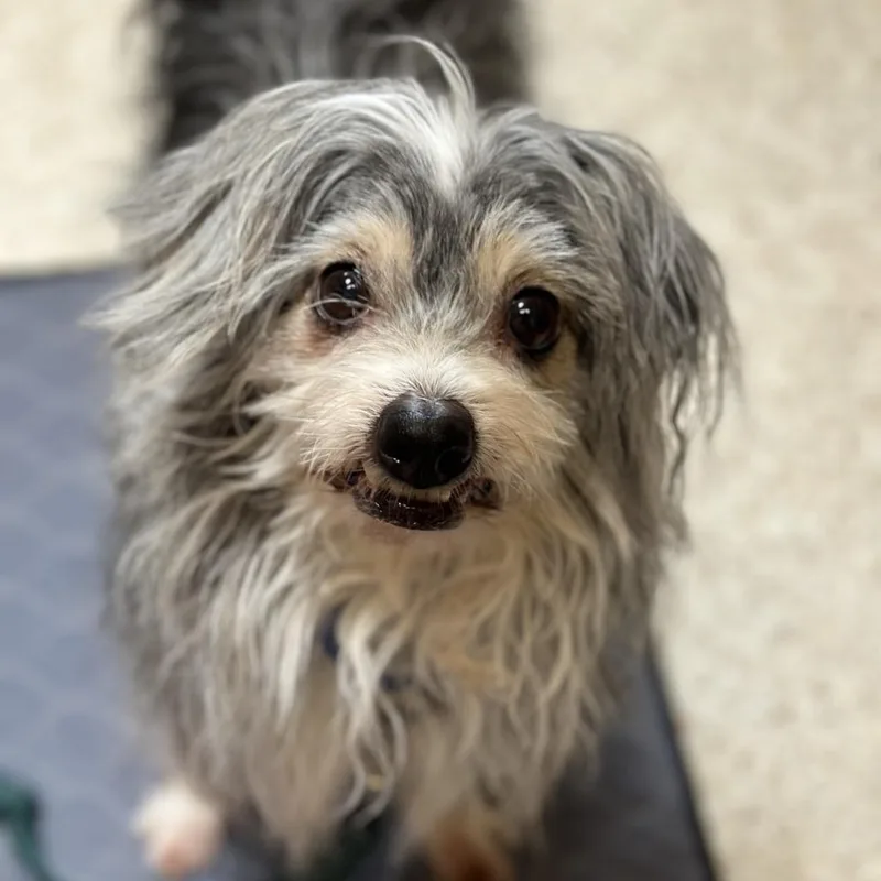 A senior small-sized male Gray / Blue / Silver Terrier dog named Chickpea for adoption in Kanab, UT