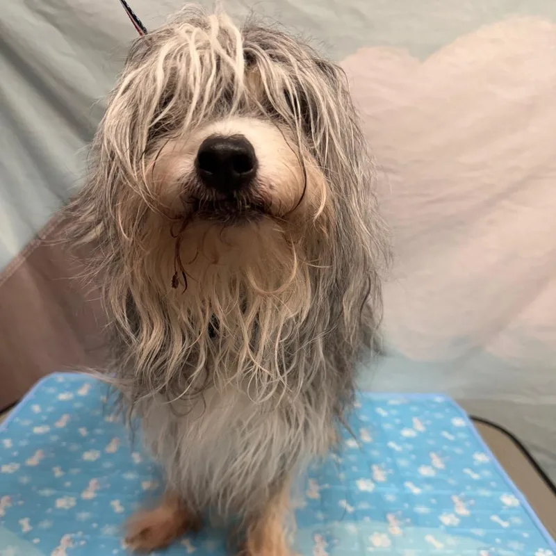 Chickpea thumbnail 3