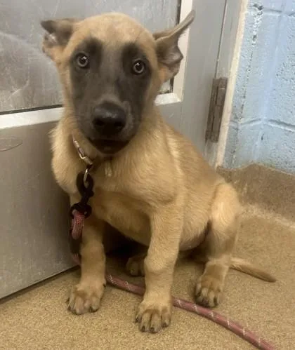 A baby medium-sized female Mixed Breed dog named Fia for adoption in Chamblee, GA