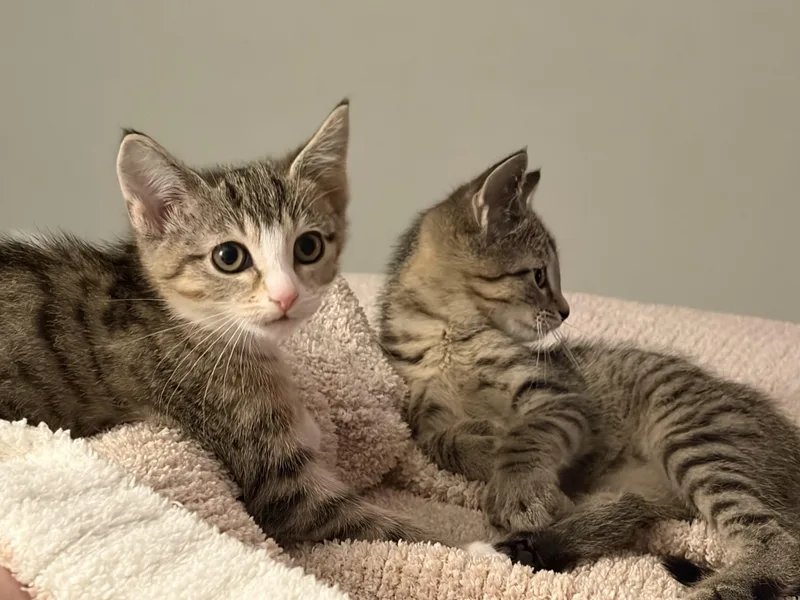 A baby medium-sized male Brown / Chocolate Tabby cat named Sparkler & RocketExtra Toes. for adoption in Laurel, MD