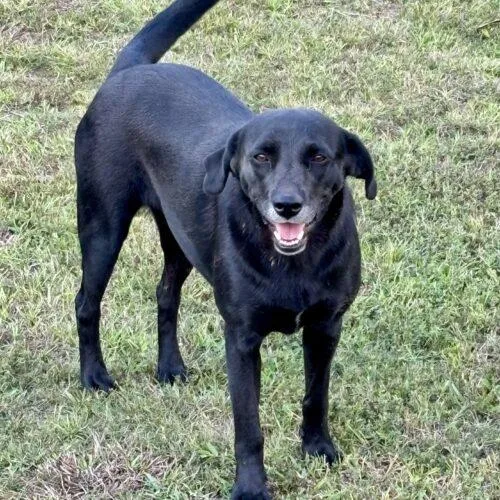An adult medium-sized female Black Labrador Retriever dog named Nori for adoption in Bellmawr, NJ