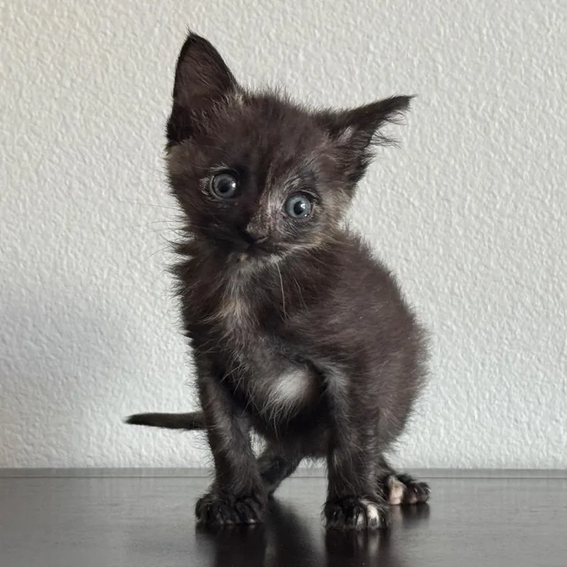 A baby small-sized female Domestic Short Hair cat named Circe for adoption in Coachella, CA