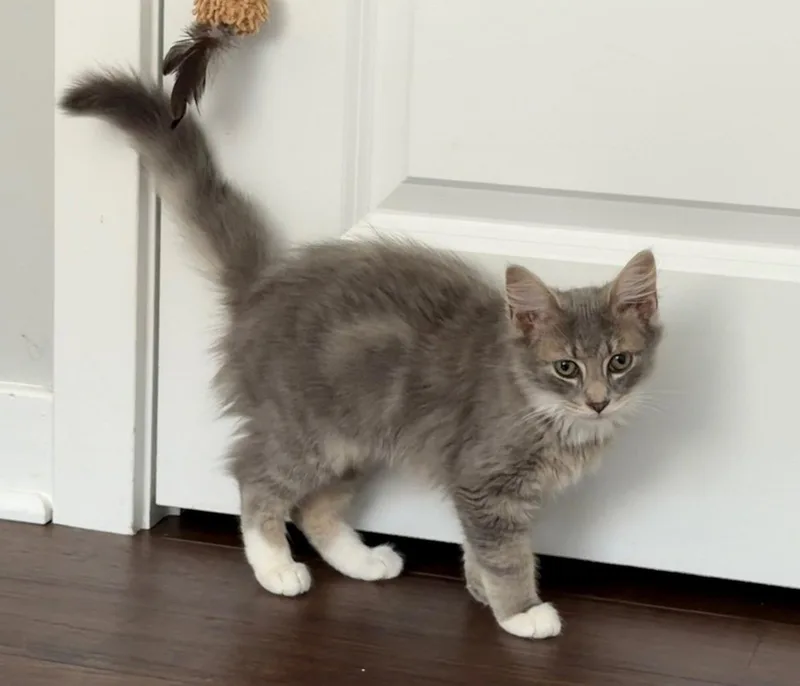 A young medium-sized male Gray & White Domestic Long Hair cat named Rambo for adoption in Trexlertown, PA