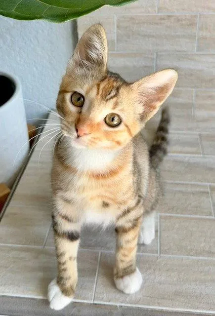 A baby medium-sized female Torbie cat named Perfect Princess Penny for adoption in San Luis Obispo, CA