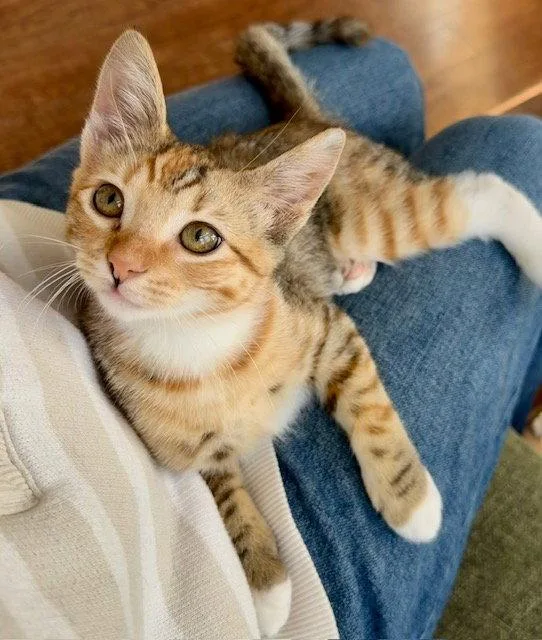 Perfect Princess Penny thumbnail 2