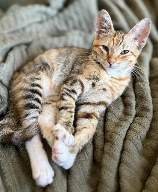 Perfect Princess Penny thumbnail 3