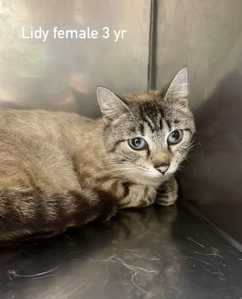 An adult medium-sized female Buff / Tan / Fawn Domestic Short Hair cat named Lidy for adoption in Fort Payne, AL