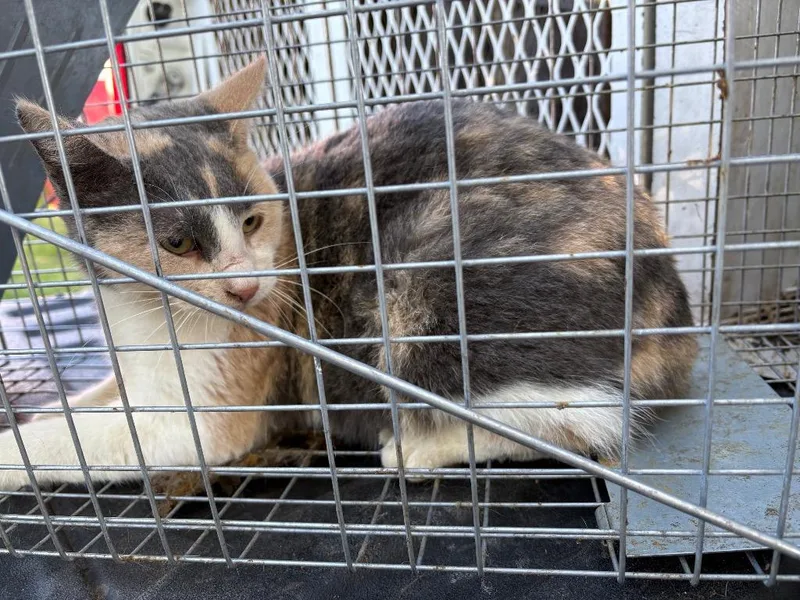A senior medium-sized female Domestic Short Hair cat named Ol' Gal for adoption in Ada, OK