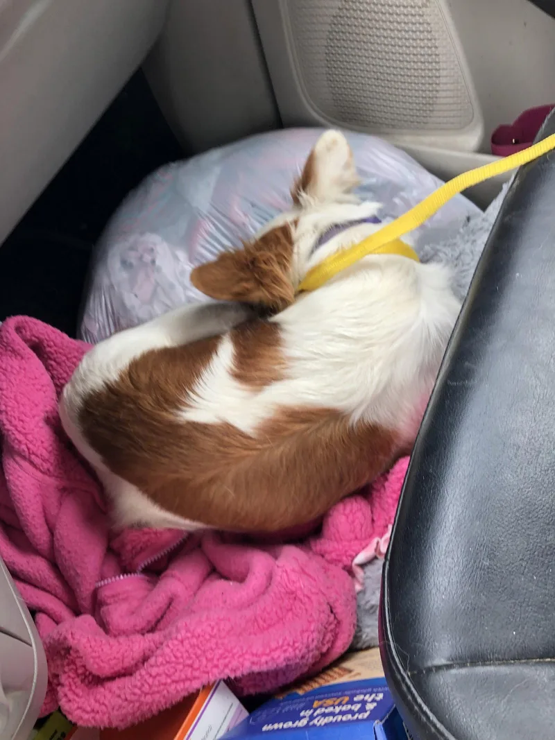 A young medium-sized female Cavalier King Charles Spaniel dog named Minnie Pearl for adoption in Buffalo, MN