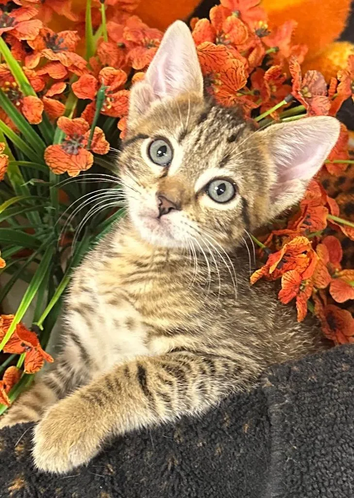 A baby small-sized male Domestic Short Hair cat named Christopher for adoption in Stillwater, OK