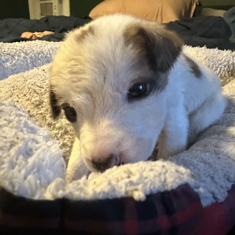 A baby medium-sized female White / Cream Mixed Breed dog named Chip for adoption in Tacoma, WA