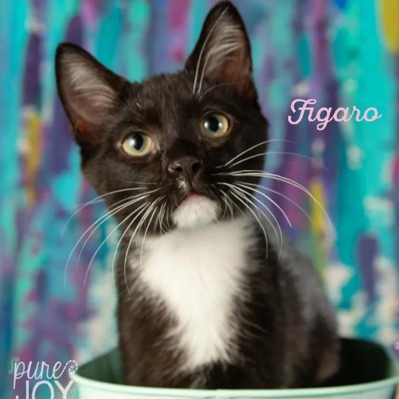 Figaro thumbnail 3