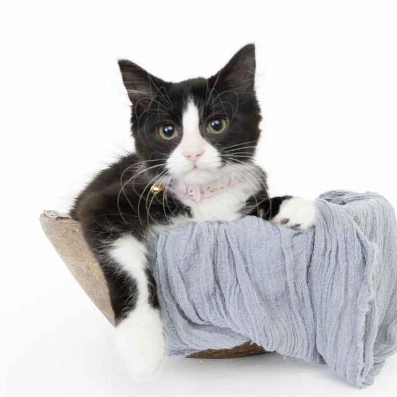 A baby small-sized female Black Domestic Short Hair cat named Muggy for adoption in Franklin, TN