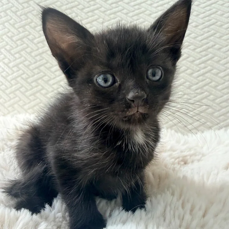 A baby small-sized female Black Domestic Short Hair cat named Eevee for adoption in Chapel Hill, NC