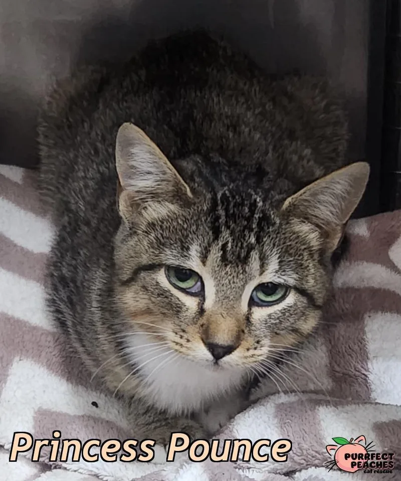 A baby medium-sized female Domestic Short Hair cat named Princess Pounce for adoption in Douglasville, GA