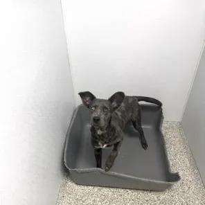 A young medium-sized female Gray / Blue / Silver Pit Bull Terrier dog named Boo for adoption in Polkton, NC