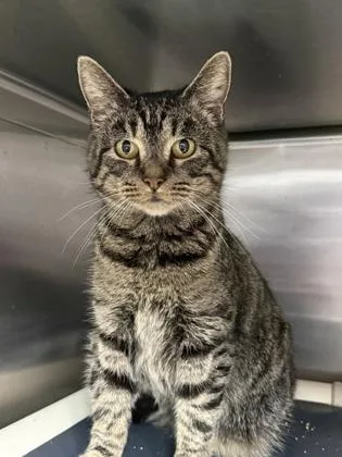 An adult medium-sized female Domestic Short Hair cat named Waverly for adoption in Cumberland, MD