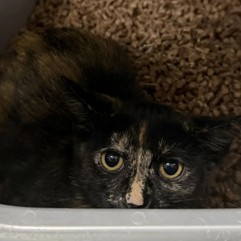 A baby small-sized female Tortoiseshell Domestic Short Hair cat named Penne for adoption in Marion, VA