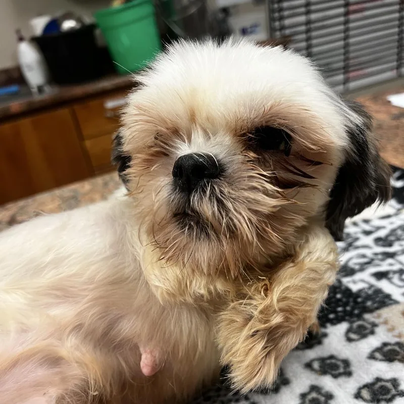 An adult small-sized female Shih Tzu dog named Nora for adoption in Norfolk, NE