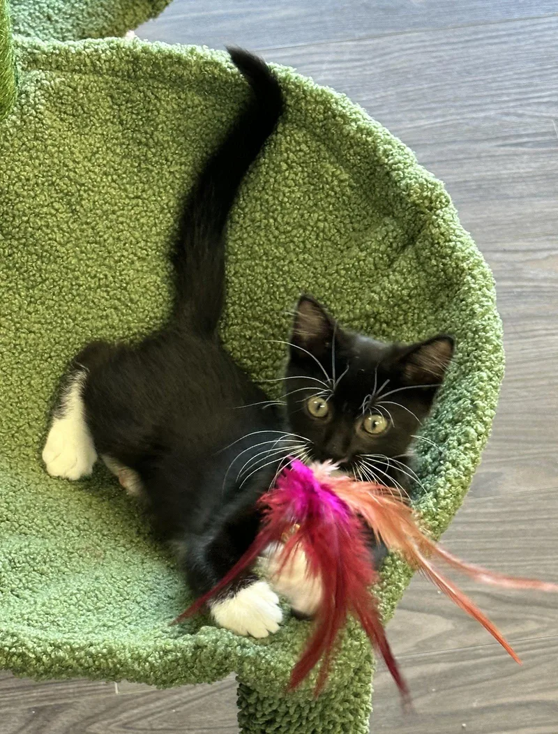 A baby medium-sized male Black & White / Tuxedo Domestic Short Hair cat named Pepper for adoption in Shawnee, KS