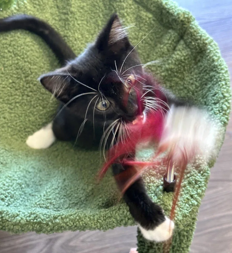Pepper thumbnail 2