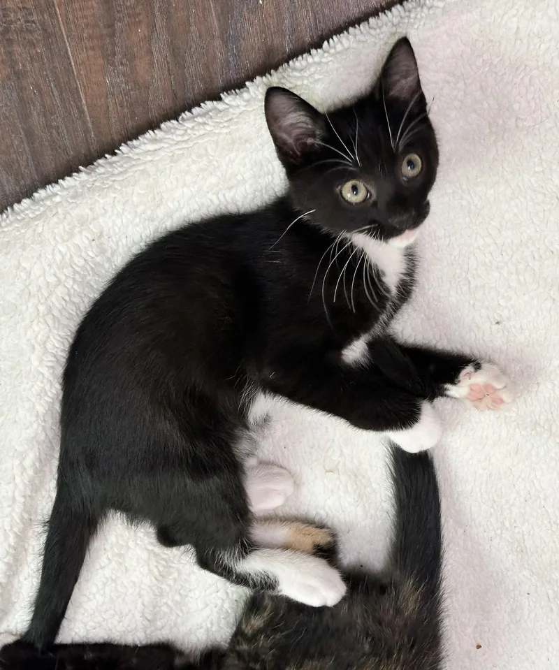 Pepper thumbnail 3
