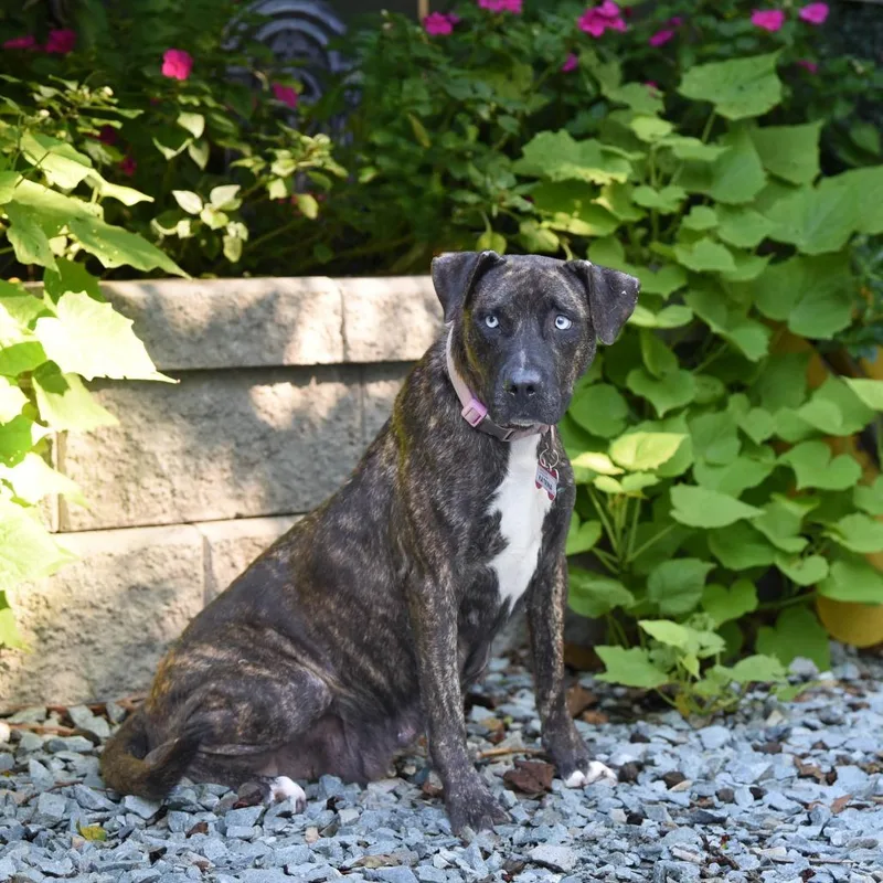 A young large-sized female Brindle Plott Hound dog named Katrina for adoption in Wake Forest, NC