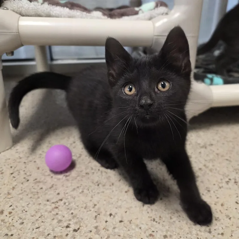 A baby small-sized female Black Domestic Short Hair cat named Sprinkles for adoption in Oshkosh, WI