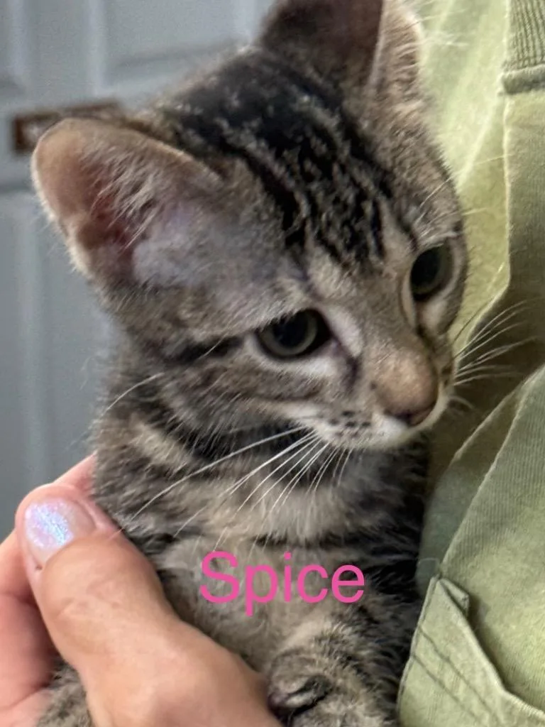 A baby small-sized female Domestic Short Hair cat named Spice for adoption in Saint Francisville, LA
