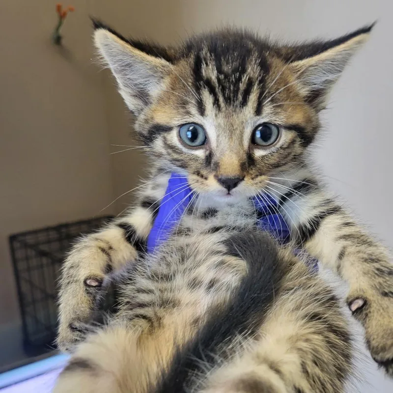 A baby small-sized male Brown / Chocolate Domestic Short Hair cat named Baklava for adoption in Westminster, CA