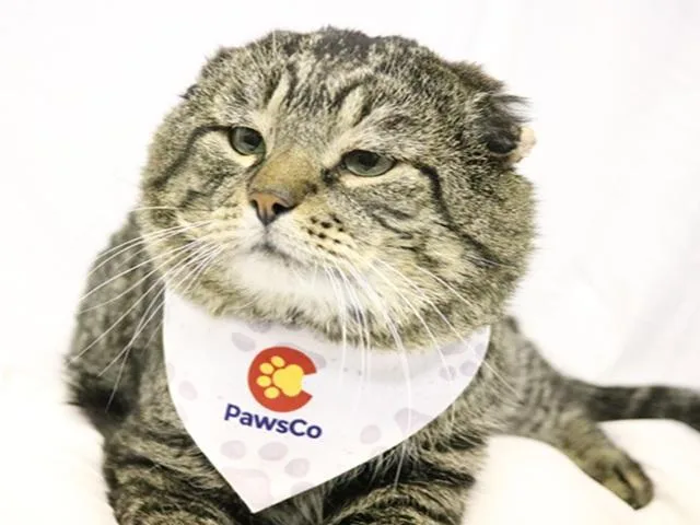 An adult large-sized male Domestic Short Hair cat named Van Gogh for adoption in Denver, CO