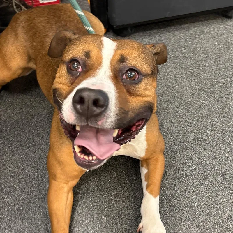 An adult large-sized male Brown / Chocolate Mixed Breed dog named Nilla for adoption in Allentown, PA