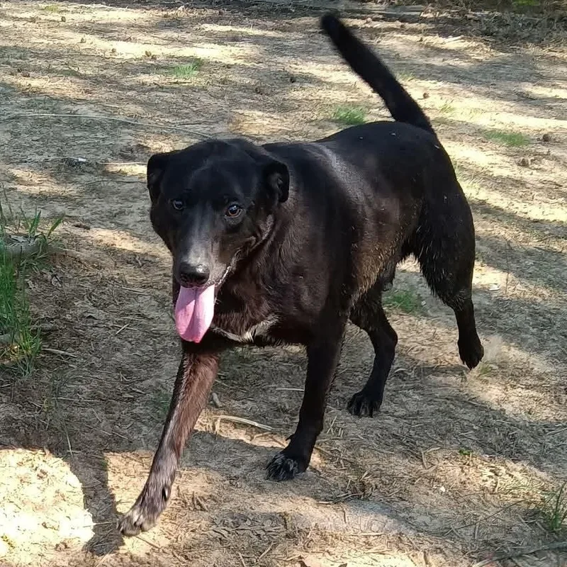 An adult medium-sized male Carolina Dog dog named Randy for adoption in Greenfield, TN