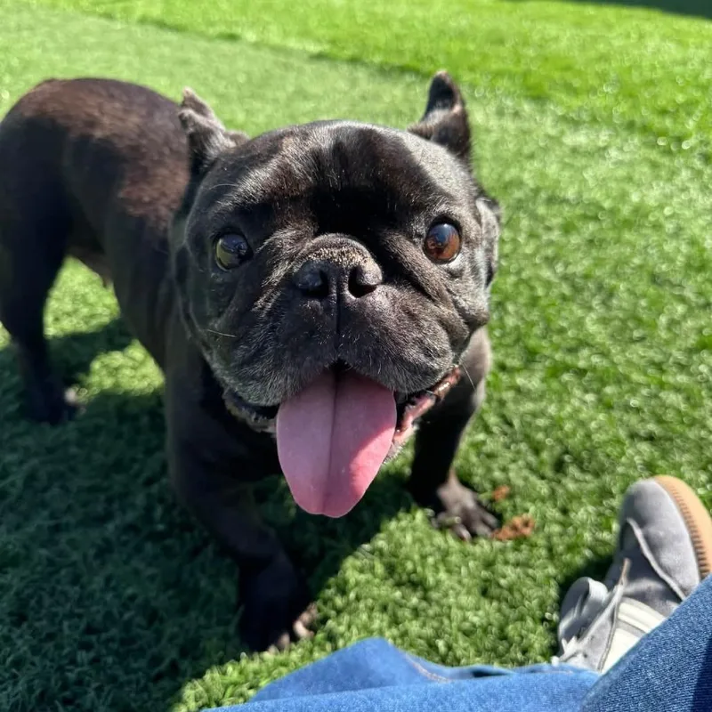 A senior small-sized female Black American Bulldog dog named Lotus D for adoption in Princeton, MN